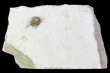 Scarce Cyphaspis Carrolli Trilobite - Oklahoma #104108-2